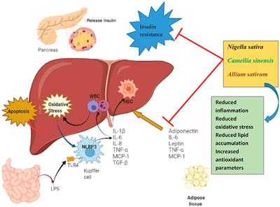 Effects of Nigella sativa, Camellia sinensis, and Allium sativum as Food Additives on Metabolic Disorders, a Literature Review